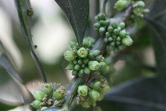 Pouteria gardneriana